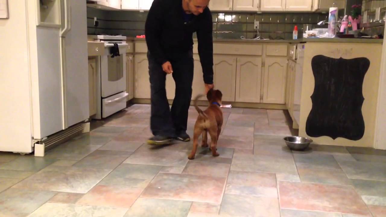 Introducing PACO