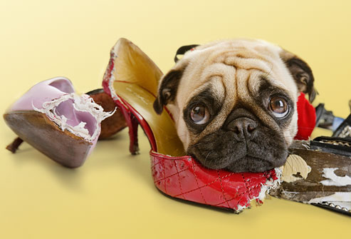 Destructive chewing!
