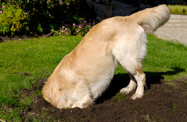 How to stop dogs from digging?