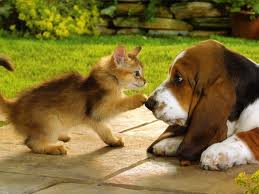 Puppy socialization is paramount