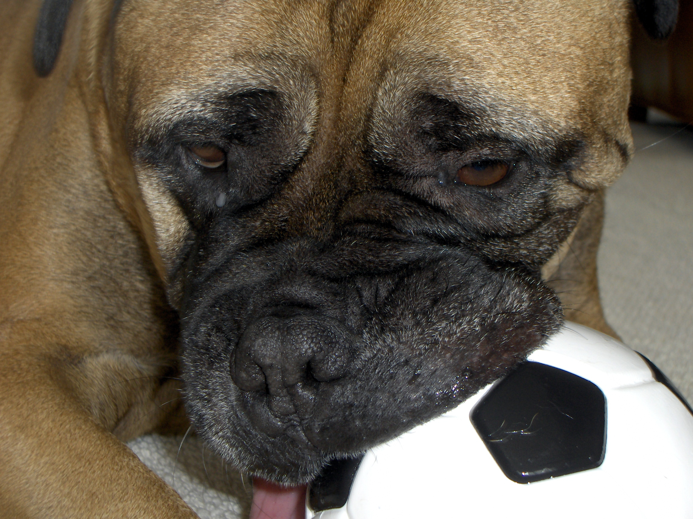 Top 10 Things to Teach Your Dog