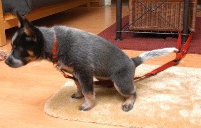Potty training for you and your puppy