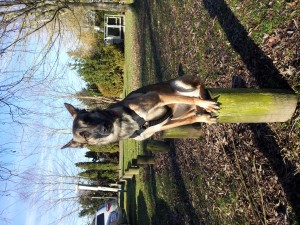 Obedience Unleashed Dog Training - Nika
