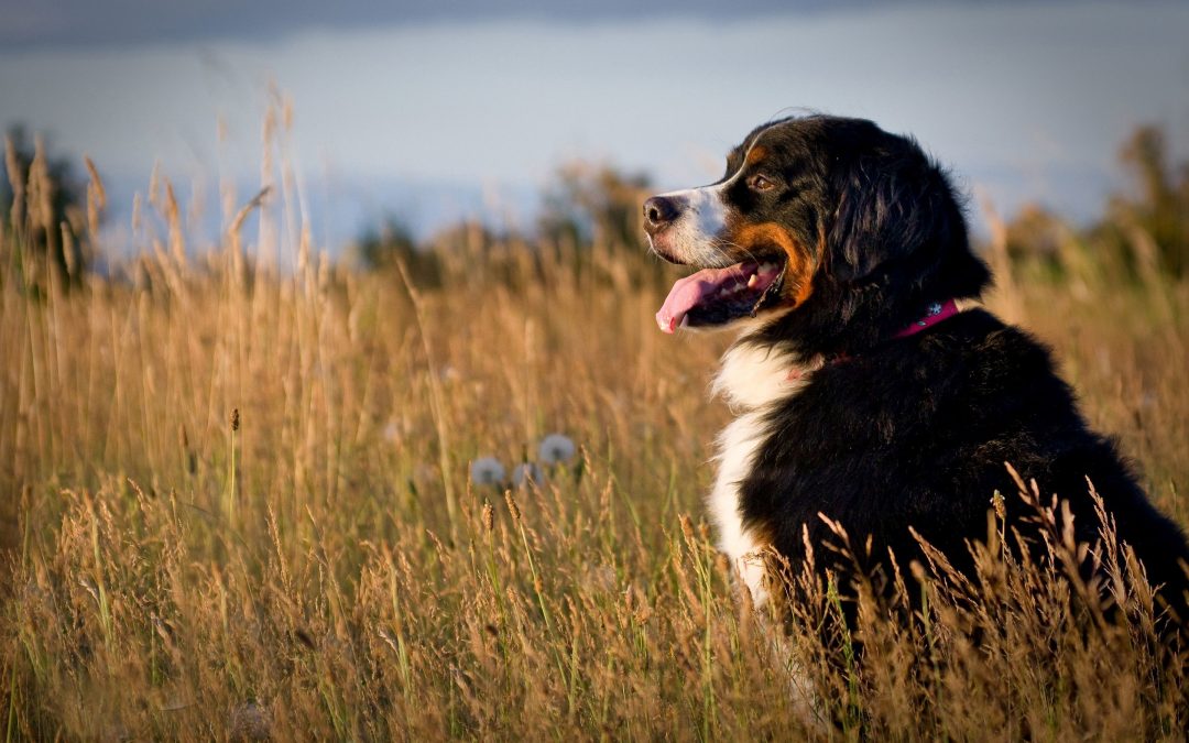 How Often Should Your Dog Go to Daycare?
