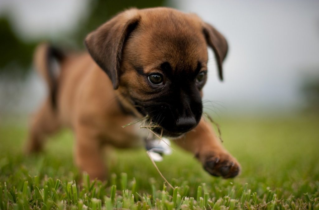 New to Mission with a Puppy? A Local’s Guide to Raising a Well-Socialized Dog in Silverdale