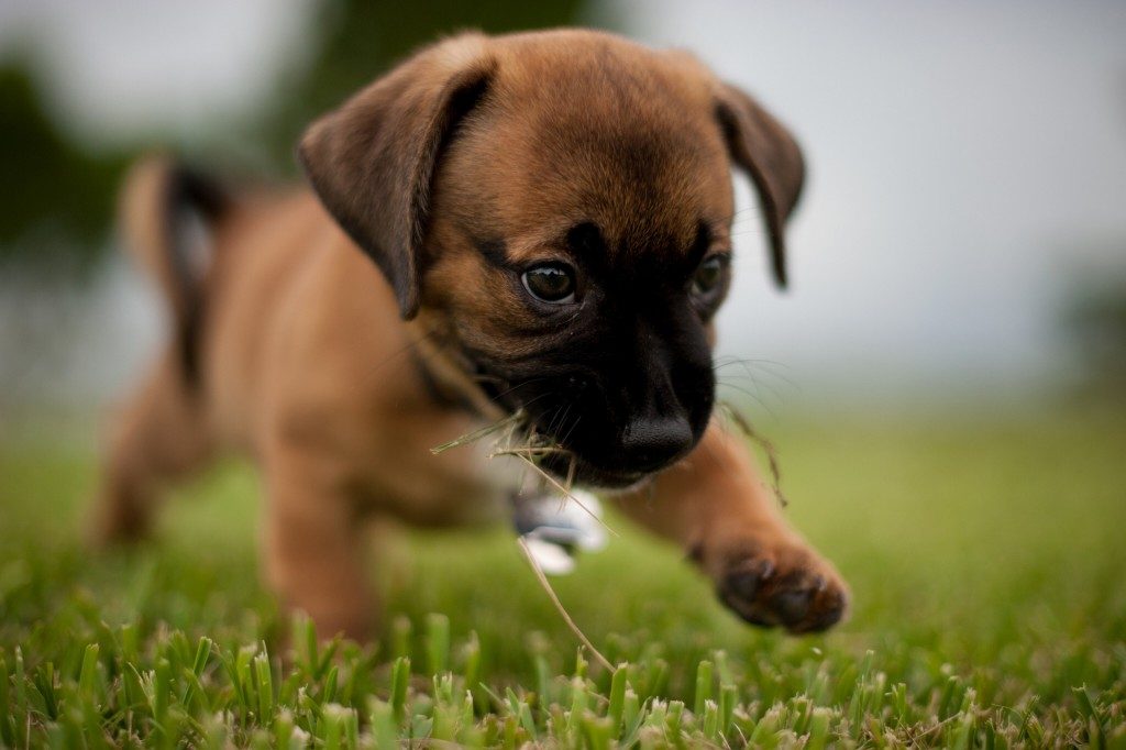New to Mission with a Puppy