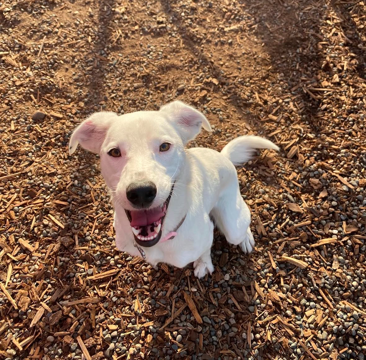 Happy dog at our new boarding facility on our 6 acre property in Barnhartvale near Kamloops
