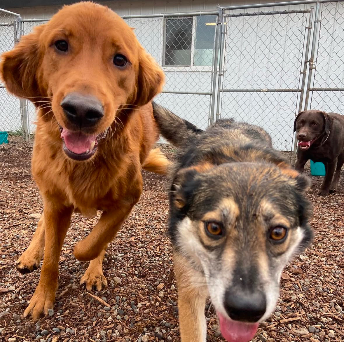 Dog boarding in our Kamloops facility at 9015 Barnhartvale Rd, Kamloops, BC V2C 6W1