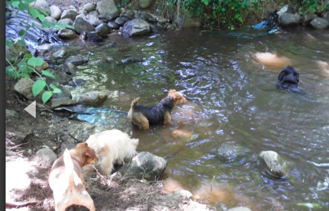 Keeping Your Dog Safe in Kamloops’ Extreme Seasons