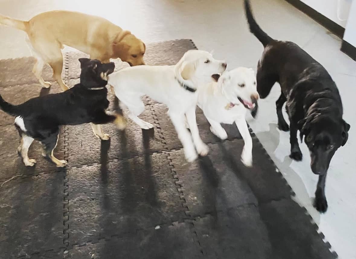 Group of playful puppies socializing indoors during a fun and energetic training session—perfect example of puppy classes in Cochrane.