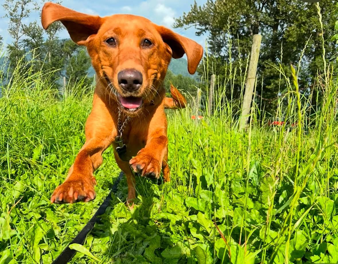 Joyful puppy running through a grassy field on a sunny day—capturing the fun and energy of puppy classes in Chilliwack.