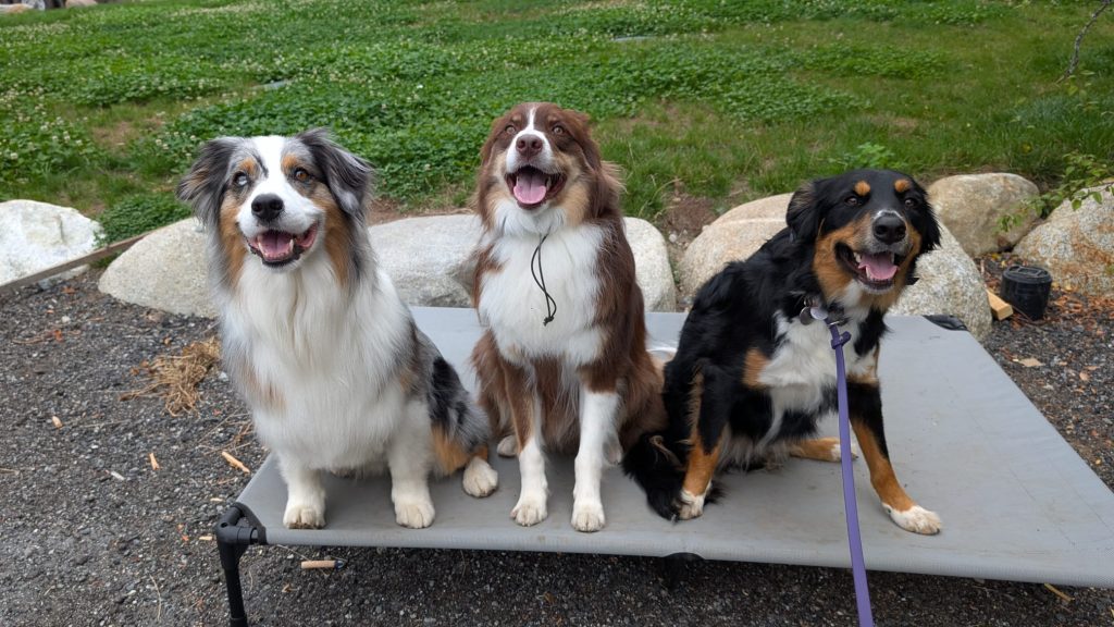 https://obedienceunleashed.com/dog-daycare-calgary/
