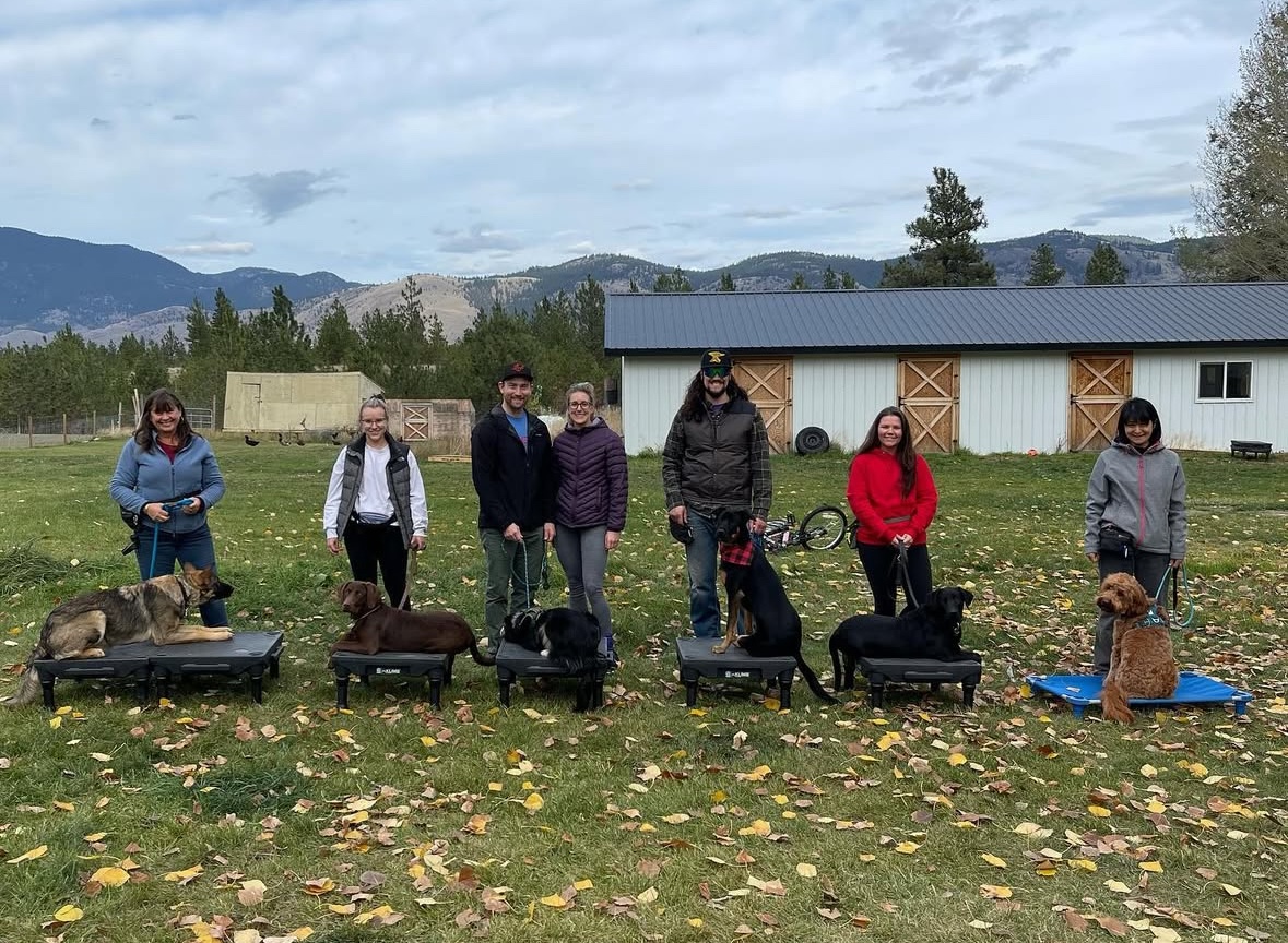 Excited group of puppies running and playing together in a secure outdoor area—capturing the lively spirit of puppy classes in Silverdale.