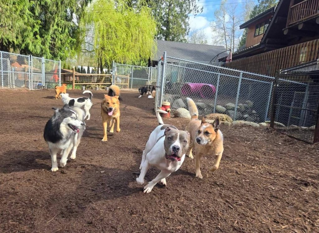 Dogs running and playing together in a fenced outdoor dog daycare yard on a sunny day.