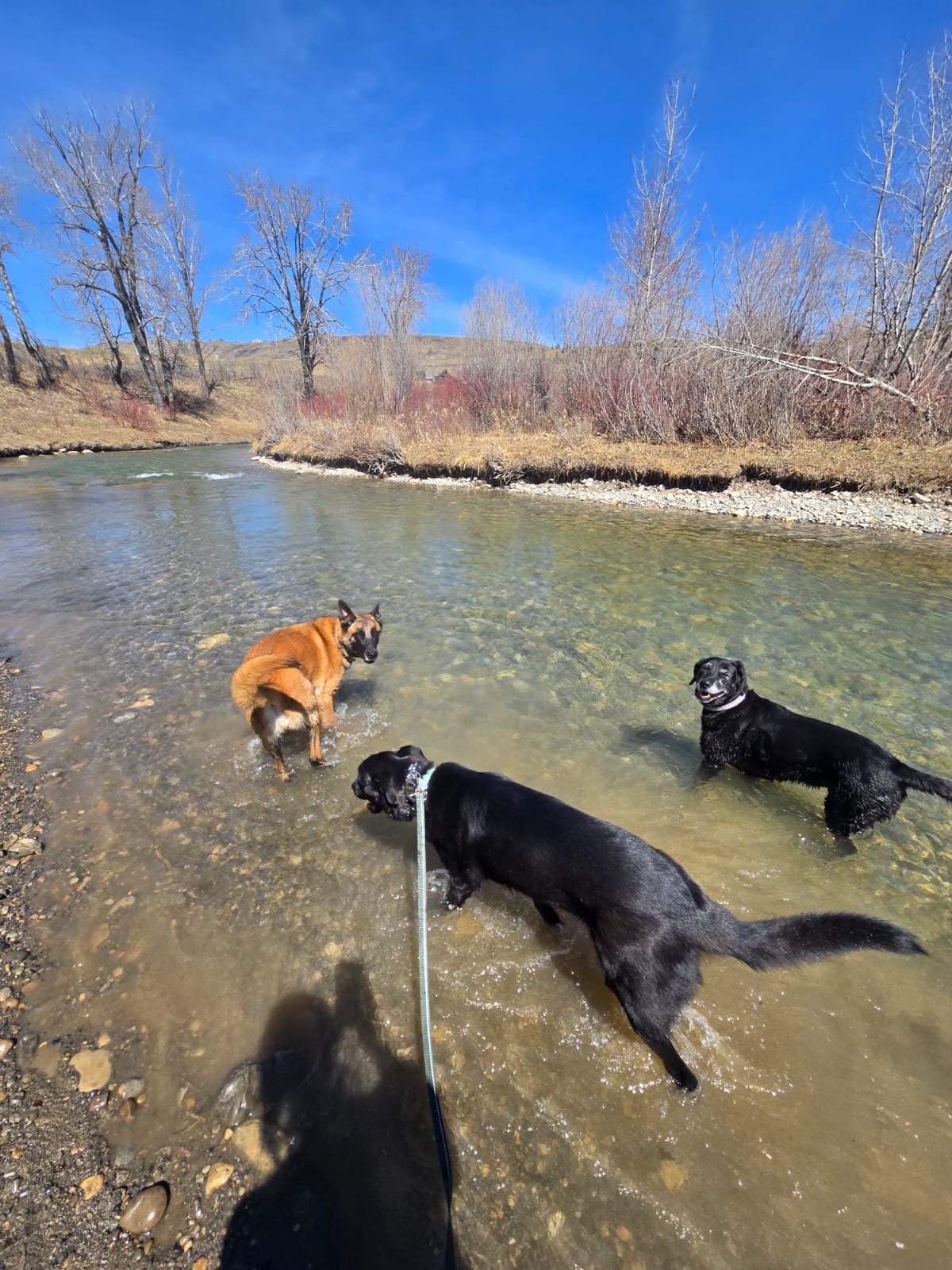 Dogs enjoying an outdoor creek adventure near Calgary