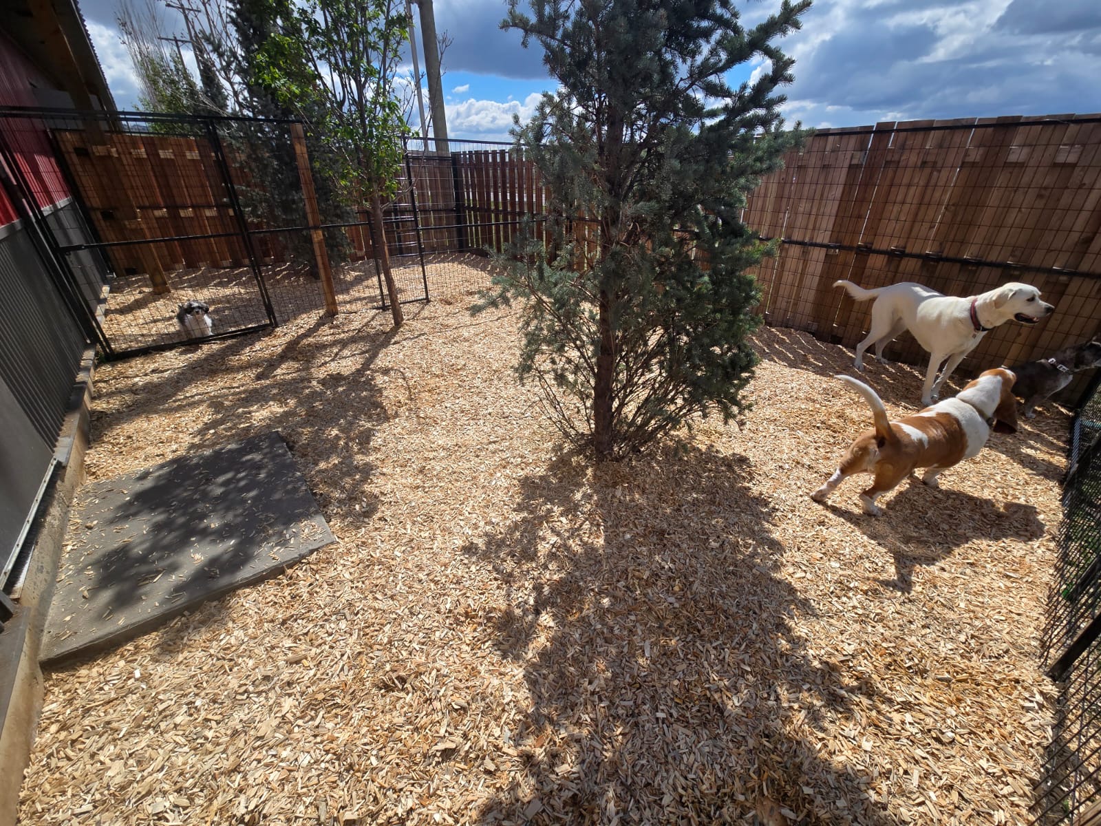 Dogs playing in a secure outdoor daycare yard in Calgary