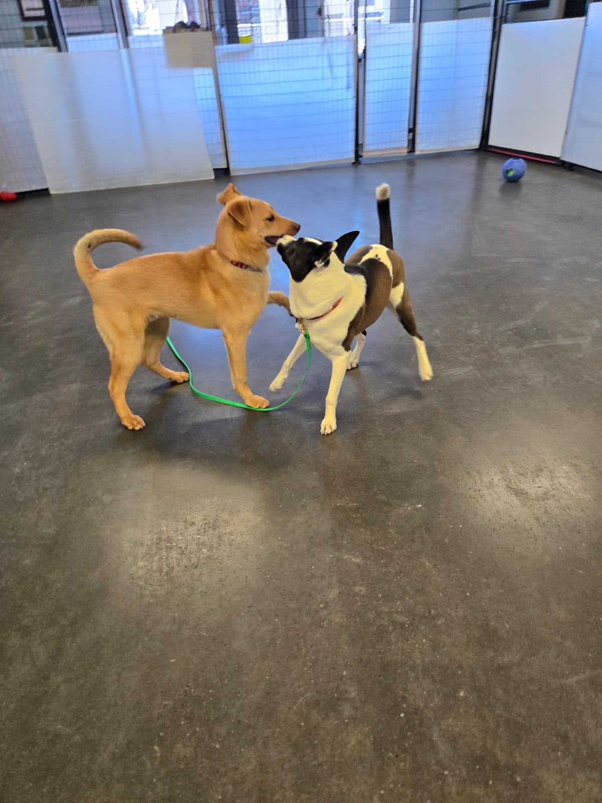 Two dogs socializing in a supervised indoor dog daycare play area