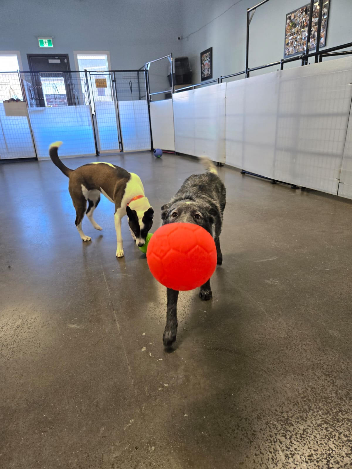 Two dogs playing with colourful balls at a Calgary dog daycare
