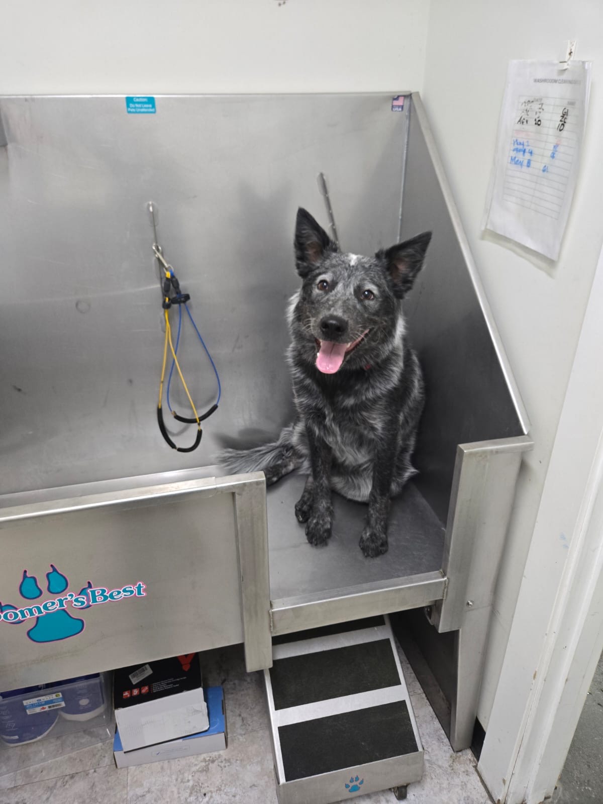 Happy Blue Heeler in the grooming station at a Calgary dog daycare