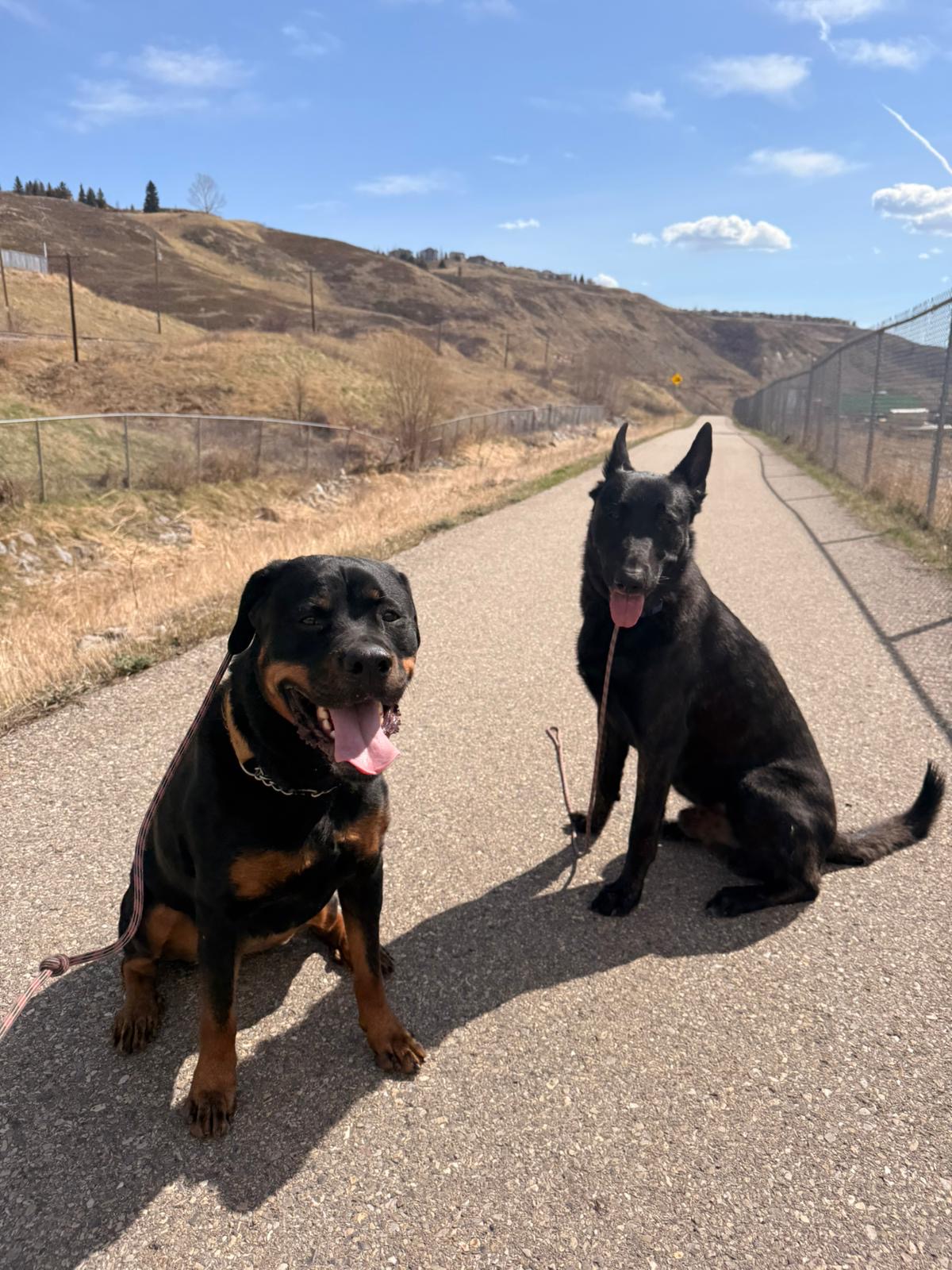 Rottweiler and German Shepherd resting during a Calgary dog walk