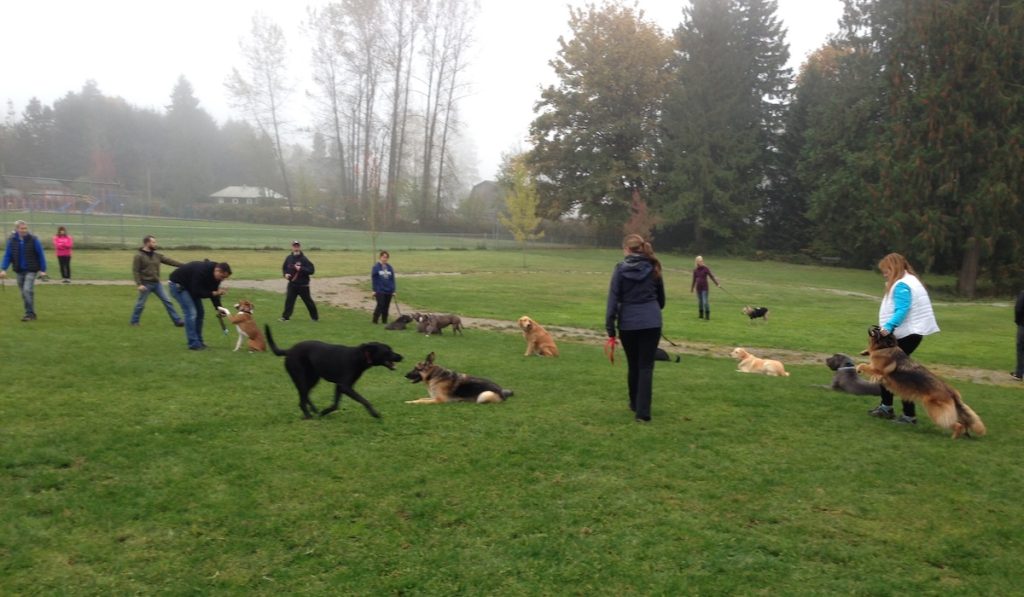 Cochrane Dog Owners' Winter Survival Guide: Training, Exercise, and Paw Care for Alberta Winters