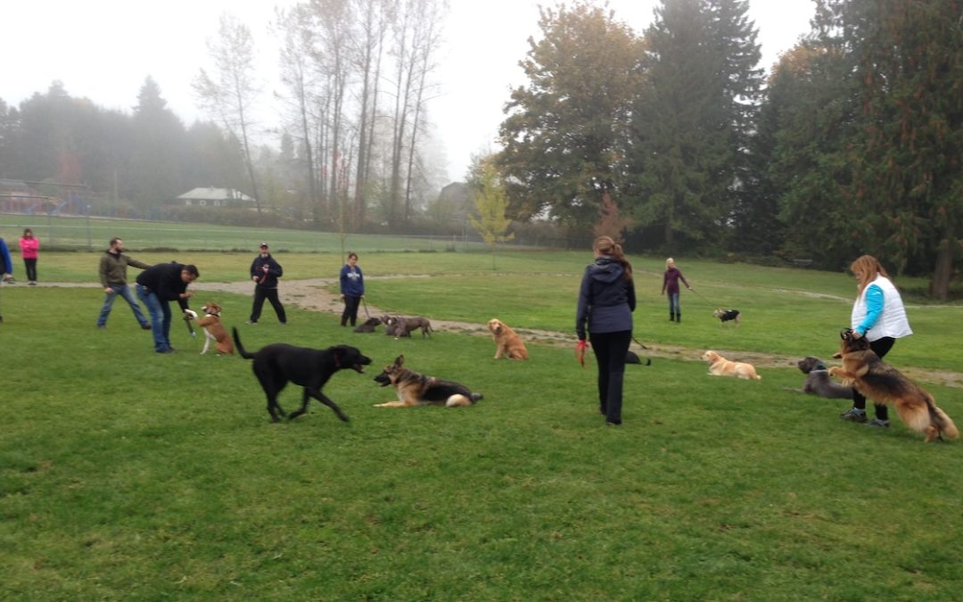 Cochrane Dog Owners’ Winter Survival Guide: Training, Exercise, and Paw Care for Alberta Winters
